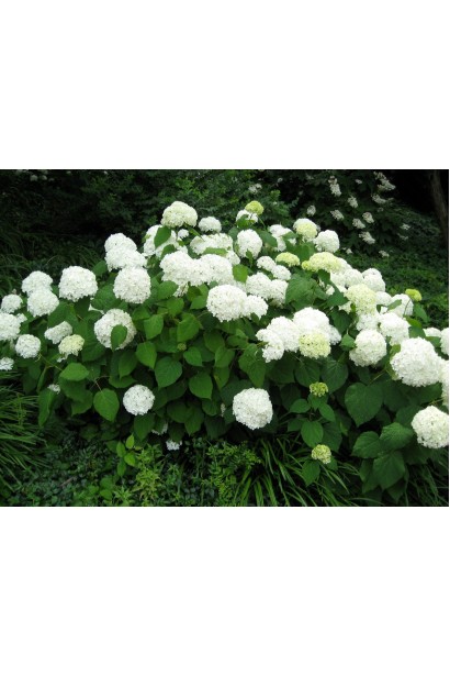 Hydrangea arborescens Grandiflora